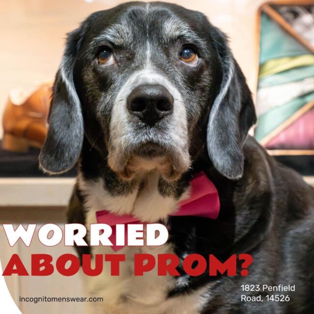 Are you worried about prom?? Make an appointment with Incognito and we will help ease your mind! 👔

Make your prom appointment now! ➡️ https://incognitomenswear.com/appointment-request/

#prom #suit #promsuit #Promsuits #promsuitswag #promtux #promtuxedo #promtuxedos #tux #tuxedo