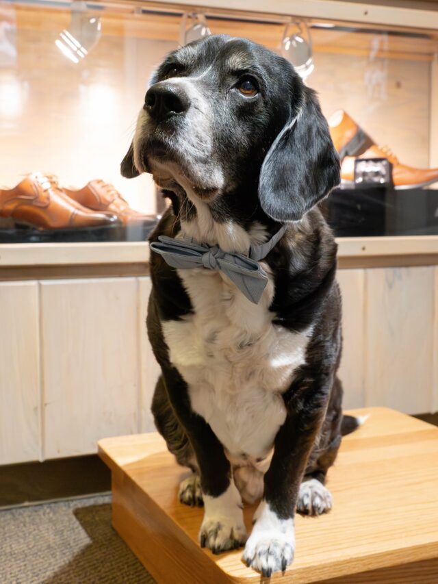 Lou says you should come to Incognito Menswear & Tux Shop for your next #Suit or #Tux. Click the link to make your appointment today! ➡️ https://incognitomenswear.com/appointment-request/

Visit us in store📍1823 Penfield Rd. Penfield NY 14526.